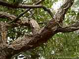 Quercus suber, cork oak, Korkeiche