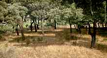 Quercus suber, cork oak, Korkeiche