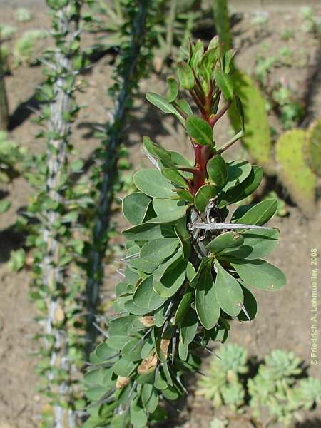 Fouquieria splendens