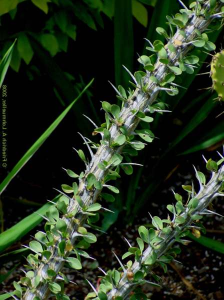 Fouquieria splendens