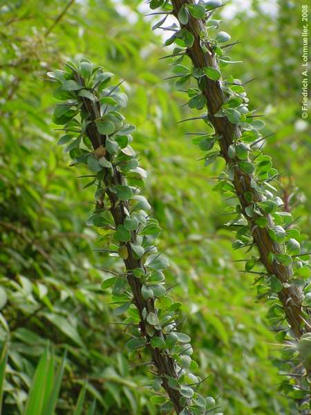 Fouquieria splendens