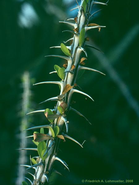 Fouquieria splendens