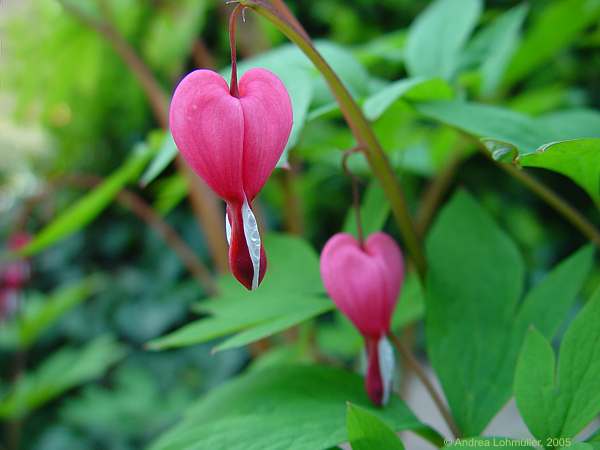 Dicentra spectabilis