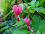 Dicentra spectabilis