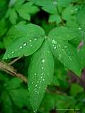 Dicentra spectabilis