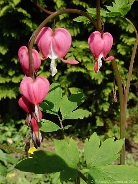 Dicentra spectabilis