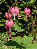 Dicentra spectabilis