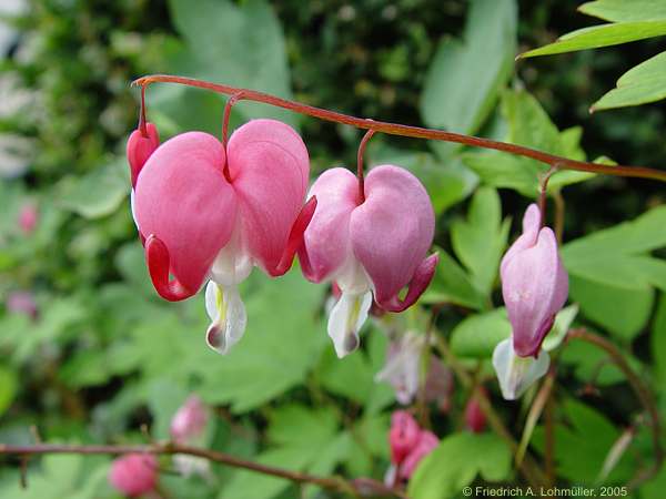 Dicentra spectabilis