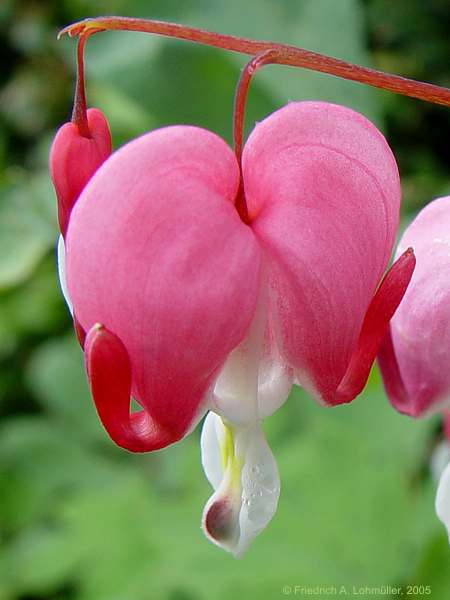 Dicentra spectabilis