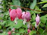 Dicentra spectabilis