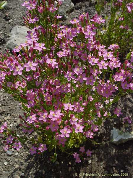 Centaurium erythraea