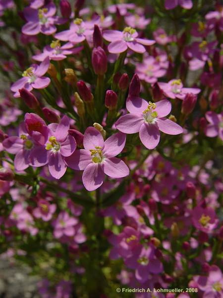 Centaurium erythraea