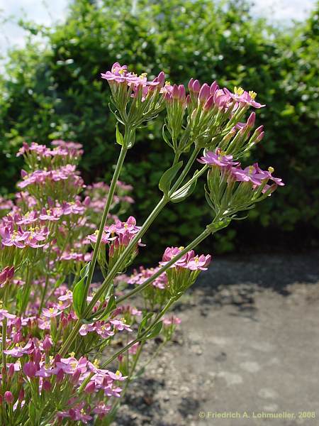 Centaurium erythraea