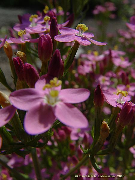 Centaurium erythraea