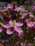 Centaurium erythraea