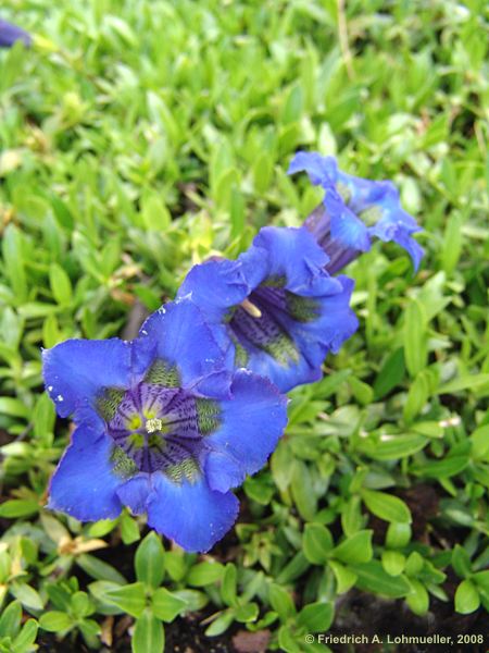 Gentiana acaulis