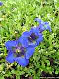 Gentiana acaulis