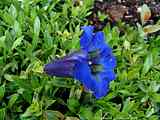 Gentiana acaulis