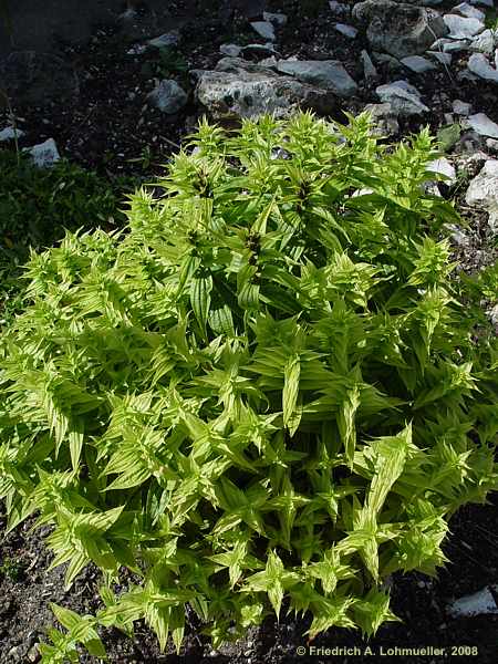 Gentiana asclepiadea