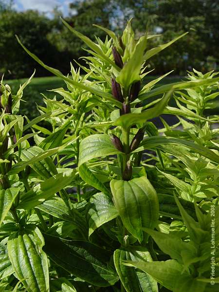 Gentiana asclepiadea