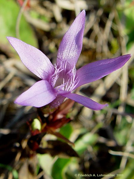 Gentiana cruciata