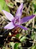 Gentiana cruciata