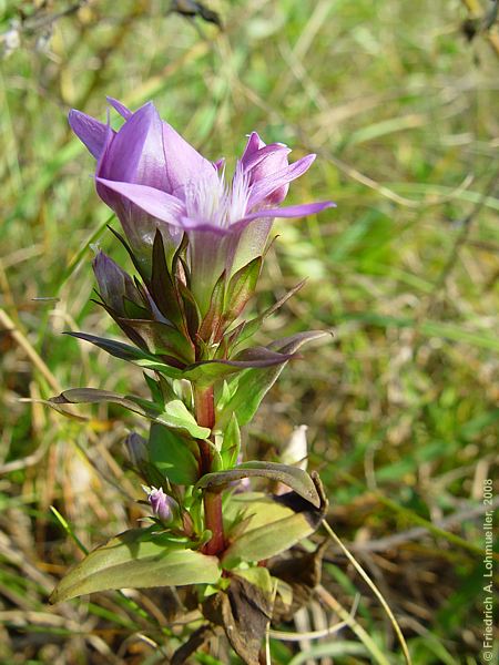 Gentiana cruciata