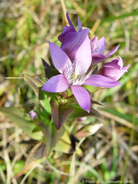 Gentiana cruciata