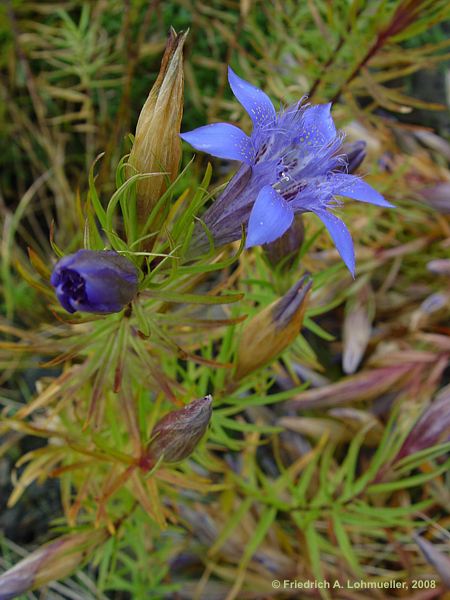 Gentiana paradoxa