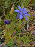 Gentiana paradoxa