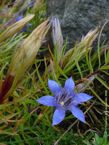 Gentiana paradoxa