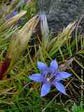 Gentiana paradoxa