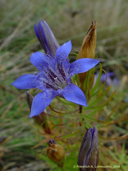 Gentiana paradoxa