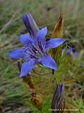 Gentiana paradoxa