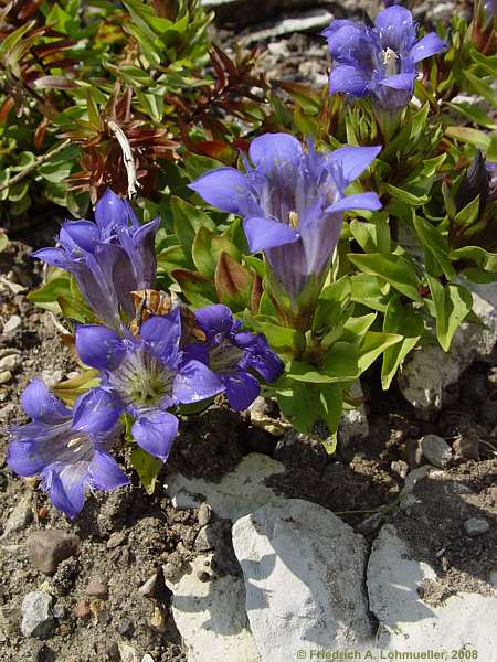 Gentiana septemfida