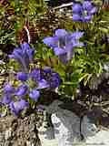 Gentiana septemfida