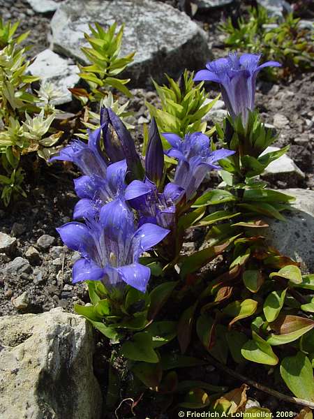 Gentiana septemfida