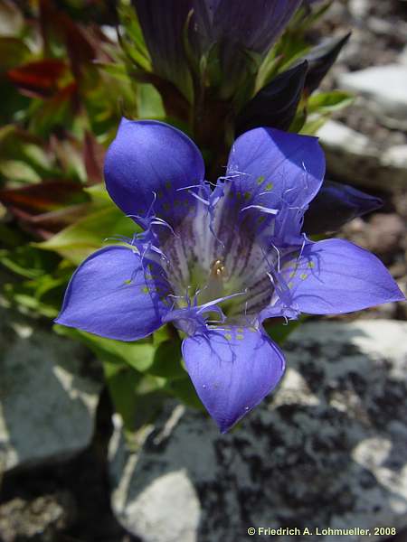 Gentiana septemfida