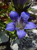 Gentiana