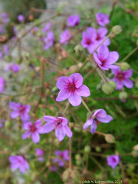 Erodium foetidum