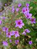 Erodium foetidum