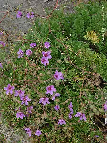 Erodium foetidum