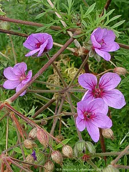 Erodium foetidum