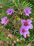 Erodium foetidum