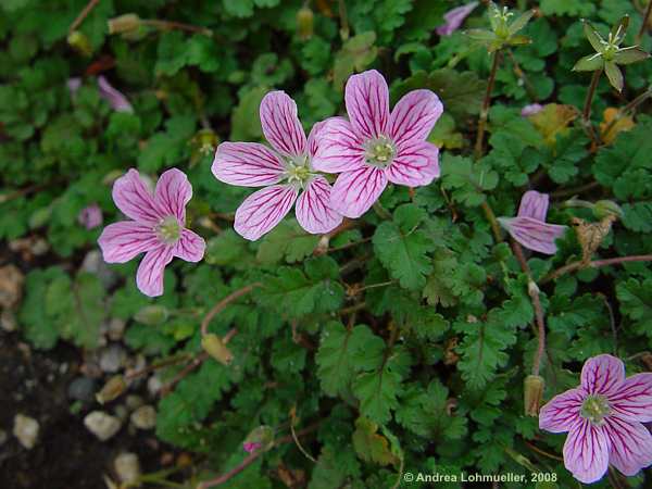 Erodium reichhardii