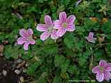 Erodium reichhardii