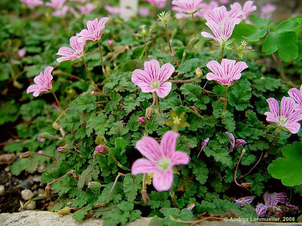 Erodium reichhardii