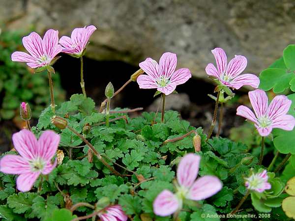 Erodium reichhardii