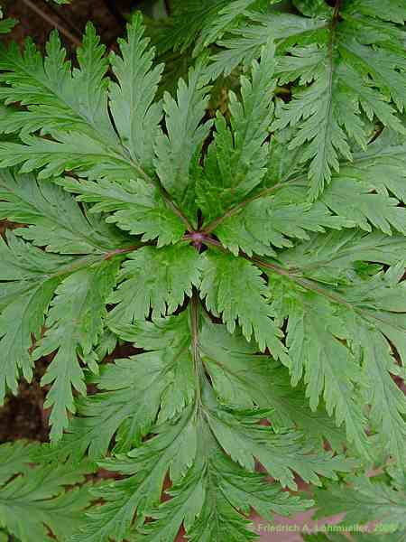 Geranium canariense