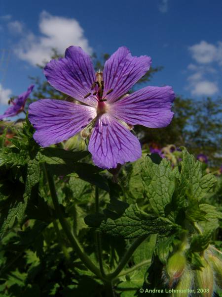 Geranium ibericum